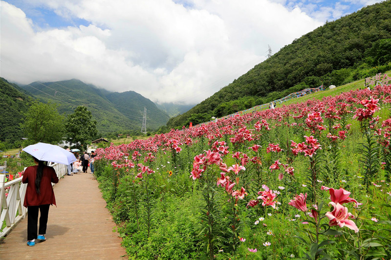 富顺镇种植